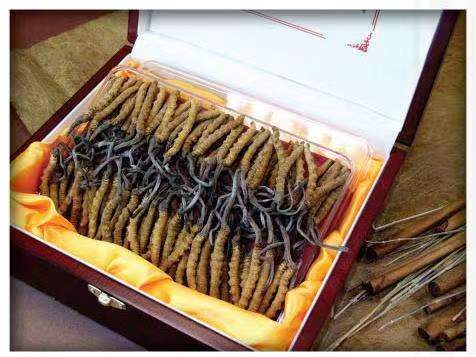 曾都冬虫夏草回收